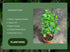 Generic 4" PLANTVERS Bonsai Ginseng in Grow Pot Ficus Macrocarpa Bonsaificus Live Indoor Bonsai Tree Easy Care