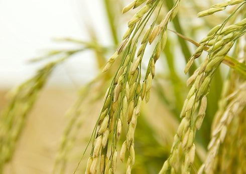 12 Food to Live Jasmine Brown Rice, Pounds Whole-Grain and Long-Grain Thai Rice, Vegan, Kosher, Bulk. Higher in Fiber