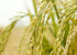 12 Food to Live Jasmine Brown Rice, Pounds Whole-Grain and Long-Grain Thai Rice, Vegan, Kosher, Bulk. Higher in Fiber