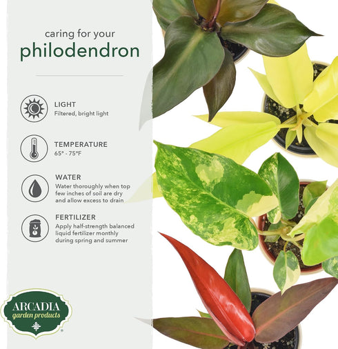 Arcadia Garden Products 4-inch, Live Prince of Orange Philodendron Rare Indoor Houseplant in Plastic Pot, Tropical