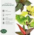 Arcadia Garden Products 4-inch, Live Prince of Orange Philodendron Rare Indoor Houseplant in Plastic Pot, Tropical