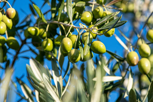 The Olive Trading Co. 2024/25! 500ml (16.9 OZ) Regios Extra Virgin Olive Oil, Picual, Early Harvest Award Winning