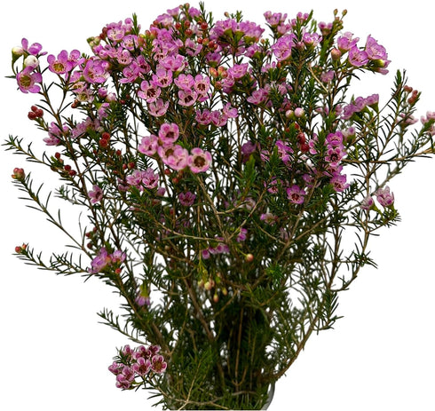 15 Pink Wax flower Fresh Cut Flowers Good flowering period Long flowering period Next day delivery Fresh Delivery
