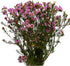 15 Pink Wax flower Fresh Cut Flowers Good flowering period Long flowering period Next day delivery Fresh Delivery