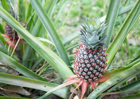 2.5 Food to Live Pineapple Juice Powder, Pounds - Raw Dried Fruit, Unsulfured, Vegan, Bulk, Great for Baking, Juices