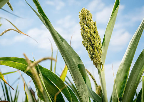 6 Food to Live Gluten Free Organic Whole Grain Sorghum, Pounds Non-GMO White Groats. Raw Milo Seeds. Vegan, Bulk