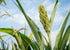 3 Food to Live Gluten Free Organic Whole Grain Sorghum, Pounds Non-GMO White Groats. Raw Milo Seeds. Vegan, Bulk