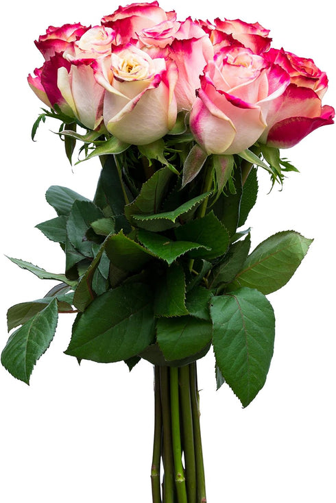 Flower Explosion 12 Stems - Fresh Cut Sweetness Pink and White Rose Bouquet from