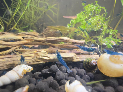 10 Live Neocaridina Blue Dream Shrimp - Stunning Blue Color - Juvenile Blue Dream Shrimp - Freshwater Aquarium Shrimp
