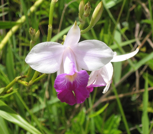 Discount Hawaiian Gifs 2 #zc50 Discount Hawaiian Bamboo Orchid Roots - by Hawaiian Gifts