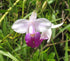 Discount Hawaiian Gifs 2 #zc50 Discount Hawaiian Bamboo Orchid Roots - by Hawaiian Gifts