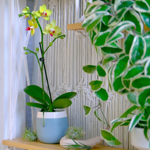 3.5" 16" Premium Yellow Live Orchid Plant Blooming in Blue & White Orchid Pot, Live Plants, Houseplant Gifts, Approx.