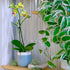 3.5" 16" Premium Yellow Live Orchid Plant Blooming in Blue & White Orchid Pot, Live Plants, Houseplant Gifts, Approx.
