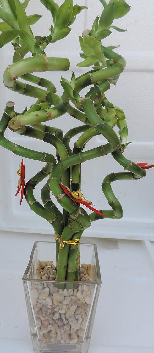 JM BAMBOO Christmas-4" lucky bamboo Decorated -The Indoor Pot w/ Glasses Vase
