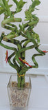 JM BAMBOO Christmas-4" lucky bamboo Decorated -The Indoor Pot w/ Glasses Vase