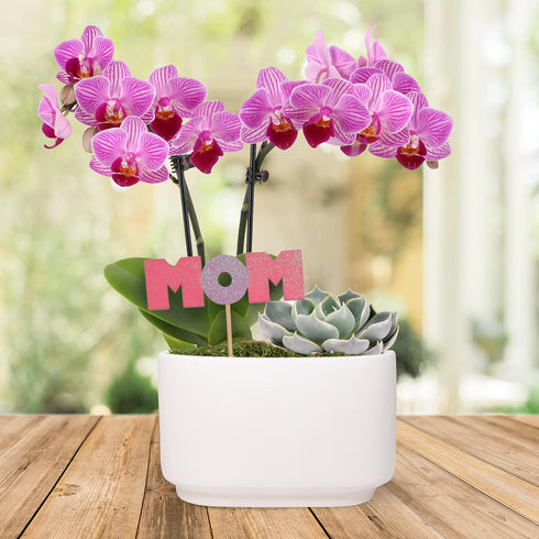 4" Green Circle Growers Pink Orchid with Succulent in White Ceramic Pot with Mom Pick, Live Indoor Plants, House Plant
