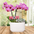 4" Green Circle Growers Pink Orchid with Succulent in White Ceramic Pot with Mom Pick, Live Indoor Plants, House Plant