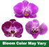 20-24" Purple Phalaenopsis Live Orchid Plant Lover Gift & White Orchid Pot, Tall, Live Plant Gift, Fresh Orchids Plants