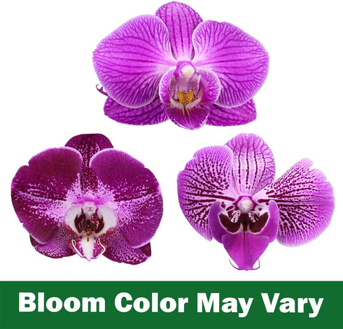 5" 22"+ Large Purple Live Orchids Blooming in Blue & White Orchid Pot, Pet Friendly Live Plant Gifts for Plant Lovers