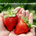 GXXDMZAQ 7.05oz Premium Freeze Dried Strawberry Slices in Resealable Jar | | No Sugar Added, Non-GMO, Vegan Snacks |