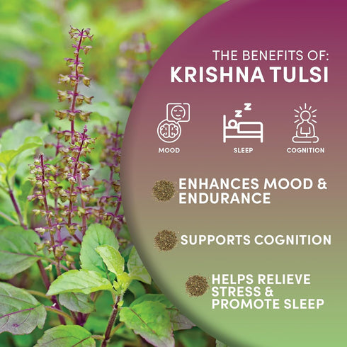 Worldwide Botanicals Organic Holy Basil Tea, 8oz - Tulsi Krishna, Loose Leaf Premium Herbal Tea, 100% Pure Tulsi