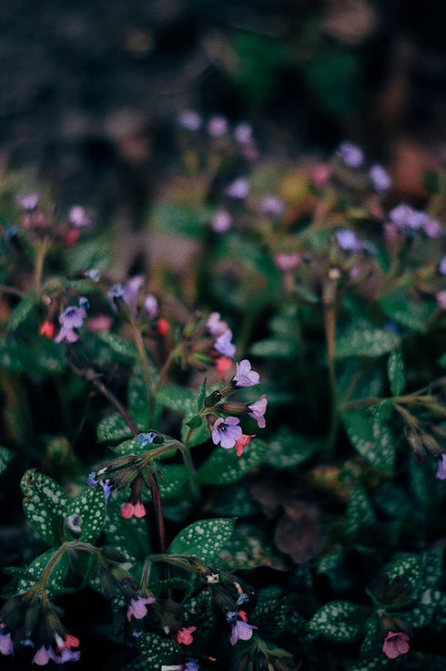 Lungwort Herb - 1.41 Ounces Cut, Dried & Natural (Pulmonaria Officinalis) - Origin: Serbia