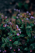 Lungwort Herb - 1.41 Ounces Cut, Dried & Natural (Pulmonaria Officinalis) - Origin: Serbia