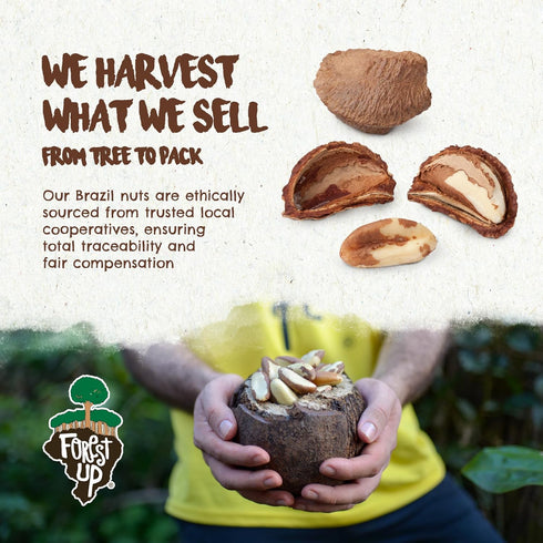 15 oz Snack The True Organic Brazil Nuts Raw and Unsalted Kosher Healthy-Rich in Vegetable Protein Harvested in Amazon