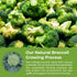 100% 2.43oz eHerbal Freeze-Dried Broccoli Powder Supergreen Food Non-GMO Rich in Nutrients Natural Herbal Flavoring