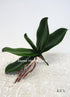 Greenery --- Sweet Home Deco (12, 6.5''L) Sweet Home Deco Gel Coated Phanaenopsis Orchid Artificial Greenery Leaf