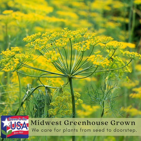 (2) 4" 8" 4" Inch Clovers Garden Bouquet Dill Herb Plants Two Live Plants Non-GMO - Not Seeds - Each to Tall in Pots