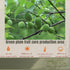 Airsun (228g/8.04oz) Sweet and salty dried plums in an airtight jar | Snack | Candied dried plums | A traditional Asian