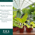 (4 Pack) 4 CoollectivePlants Philodendron Collection Live Indoor Plants in Grower Pots, Easy Care Tropical Houseplants
