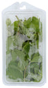 Fresh Produce 0.75 Herb Mint Organic, Ounce
