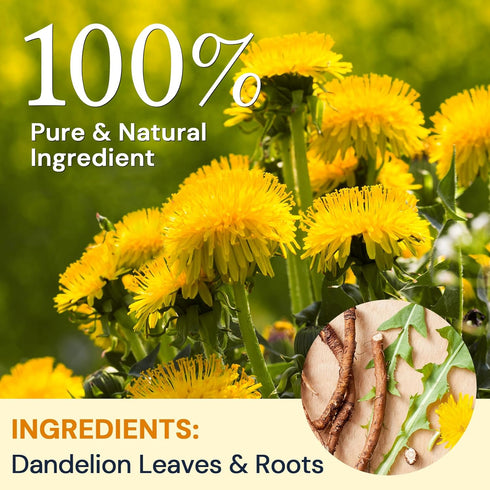 50 Dandelion Leaf & Root Herbal Tea-Caffeine-free, Teabags