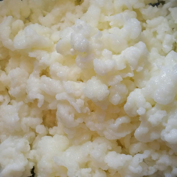 Natural Home Remedies Milk Kefir Grains Live Raw Organic Probiotics BULGAROS