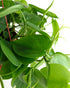 6 Inch Shop Succulents Philodendron Cordatum Heartleaf Plant, Live Indoor Houseplant, Easy Care Trailing Plant for Home