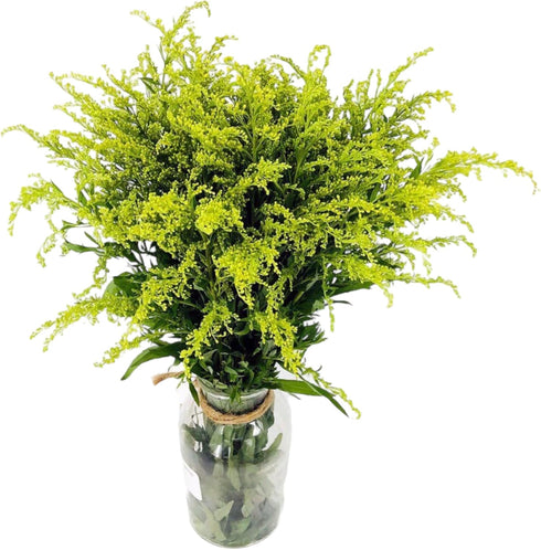 20 Vibrant Solidago Carzan Glory Bouquets for Home Decor & Special Occasions