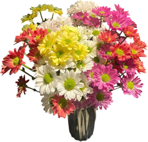 20 Stems Fresh Cut Random Mixed Color Daisy Flowers Long Blooming Period Hydroponic Flower Arrangement Suitable