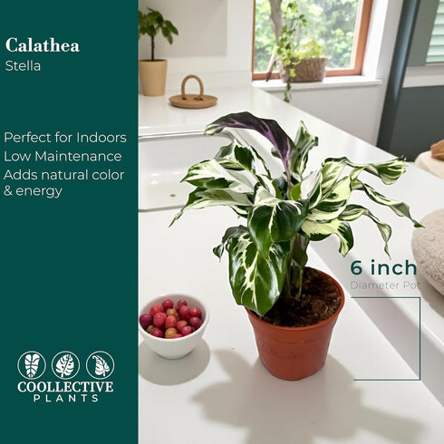 6 CoollectivePlants Calathea Stella Live Indoor Plant in Grower Pot, Easy Care Tropical Houseplant, Pet Friendly Prayer