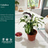 6 CoollectivePlants Calathea Stella Live Indoor Plant in Grower Pot, Easy Care Tropical Houseplant, Pet Friendly Prayer
