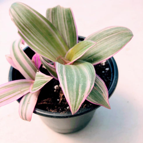 Blissful Moses in the Cradle Tradescantia Live Plant 4" Pot Purple-Pink-Green Sword