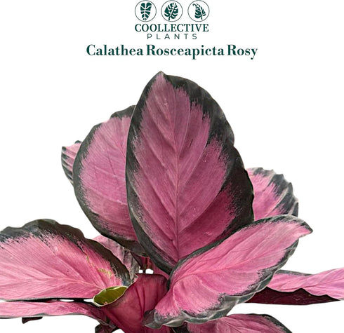 6 CoollectivePlants Calathea Rosceapicta Rosy Live Indoor Plant in Grower Pot, Easy Care Tropical Houseplant, Low