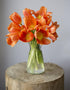 Blooms2Door 10 - Bouquet of Orange Tulips (Farm-Fresh) with Vase - Fresh Flowers for Birthday, Valentine's & Mother's