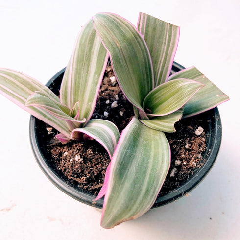 4" Blissful Moses in the Cradle Tradescantia Live Plant Pot Purple-Pink-Green Sword Like Leaves Wandering Jews Drought