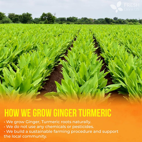 210 100% FreshDrinkUS, Premium Ginger Turmeric Tea Bags, Natural Ingredients, Hand-made Blend of Ginger and Turmeric