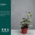 4" Calathea Makayona Live Plant in Pot Prayer Plant Indoor Houseplant, Pet Friendly, Easy Care, Low Maintenance