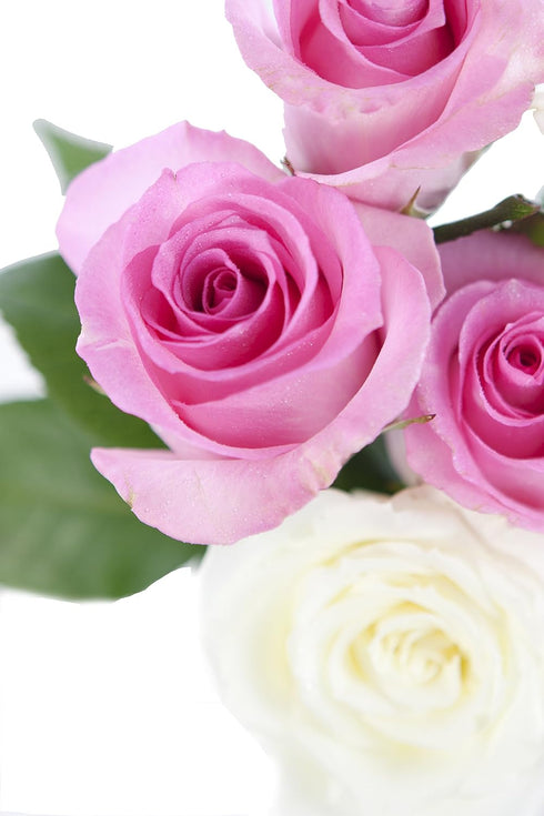 Stemmed Dozen) KaBloom - Bouquet of Long Pink and White Roses (Half - With Vase- Fresh Flowers for Birthday