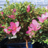 5 5-8 Inches Brussel's Bonsai - Live Satsuki Azalea Bonsai Tree with Bonsai Pot and Humidity Tray, Outdoor Flowering