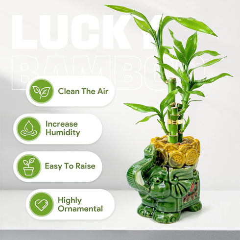3-Stalk Set 6'' 6'' 8'' Lucky Bamboo with Pebbles in Elephant Coin Plate Pot Live Plant for Positive Energy